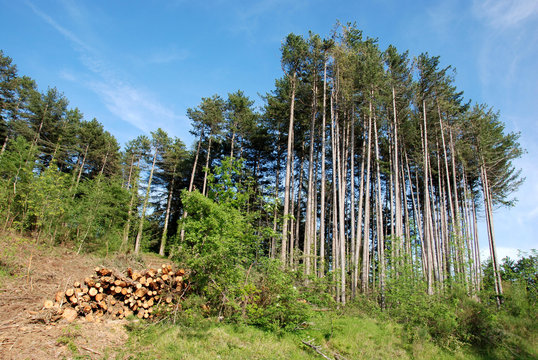 conifera albero alto fusto -bosco di pini