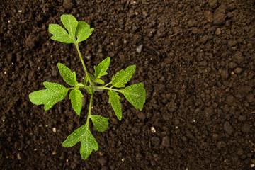 Green Tomato Plant