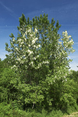 disseminazione del pioppo