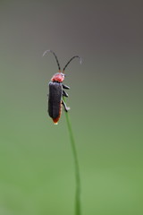 Firefly at daylight