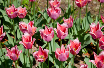 Flower bed with pink tulips