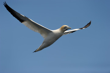 Gannet flying against blue sky