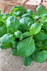 Basilikum