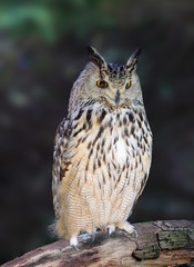 Eurasian Eagle Owl - Bubo Bubo