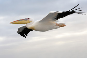 Great White Pelican flying.