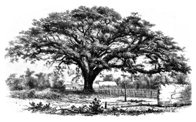 Drzewo Humboldta - Zamang de Guëre - 41498093
