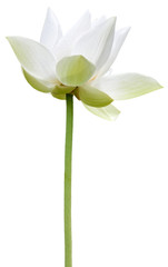 lotus blanc sur fond blanc