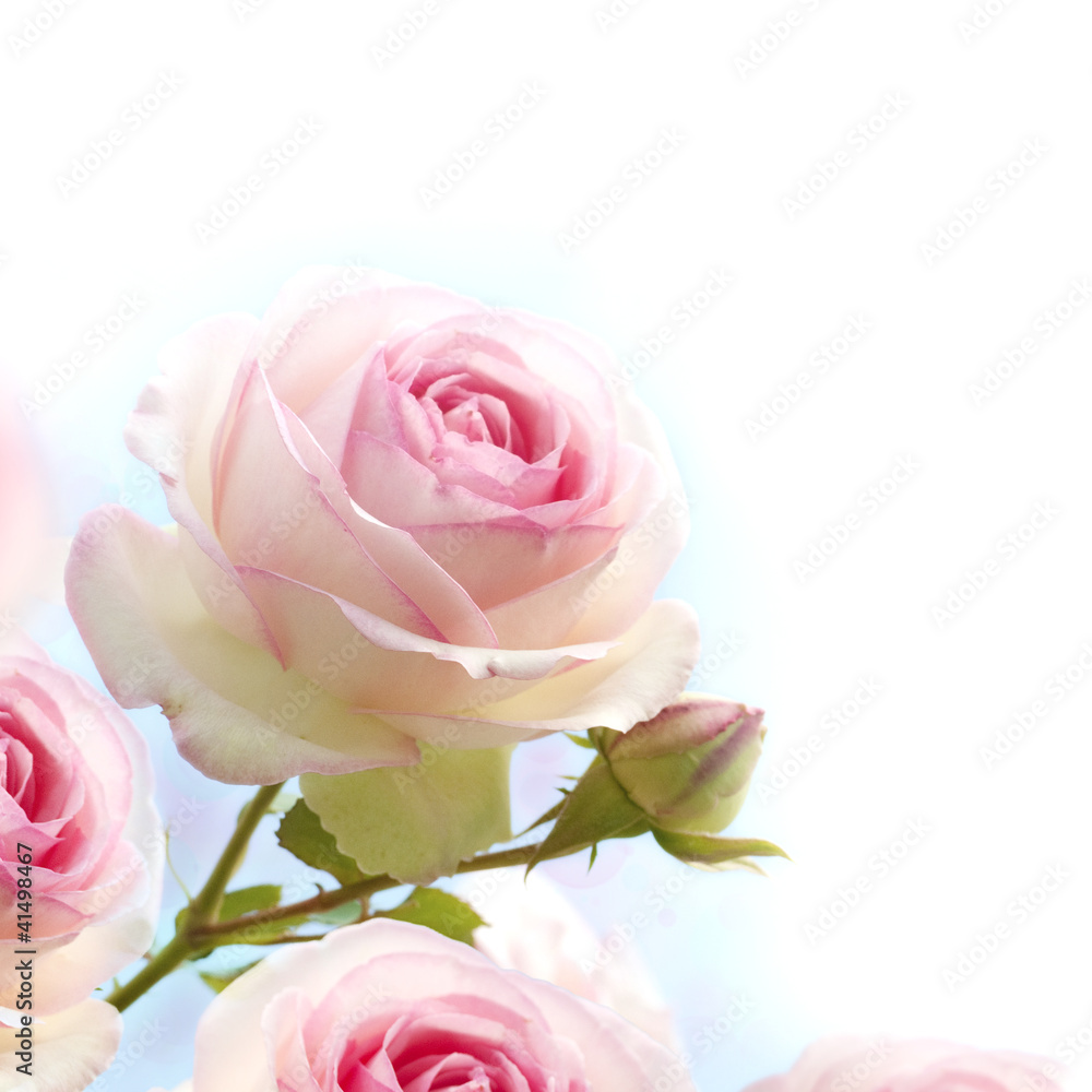 Fototapete pink rose over blue white background
