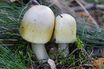 Death Cap