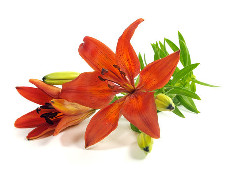 Fototapeta orange lily
