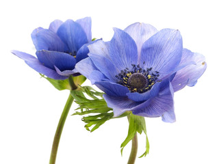 flowers of anemone - obrazy, fototapety, plakaty