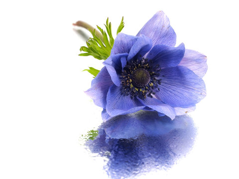 flowers of anemone