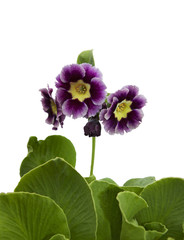 Fototapeta premium Примула