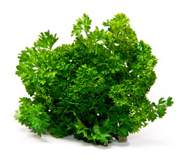 Fresh leaf of parsley