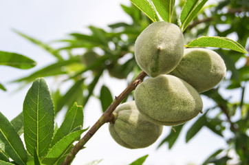 Branch of almonds tree
