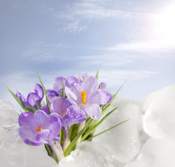 Spring and crocus