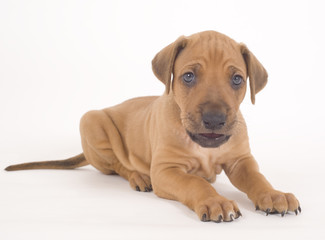Obraz premium beautiful rhodesian ridgeback puppy, lying down over white