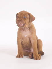 cute little puppy making a grimace, image taken over white