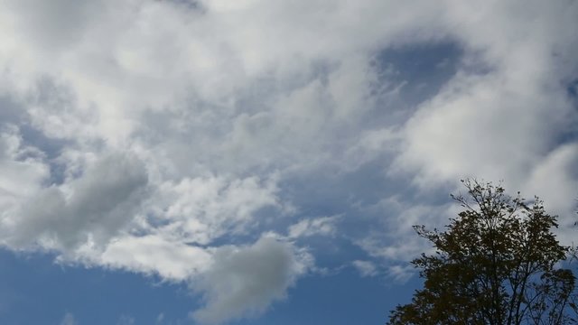 Clouds and tree timelapse
