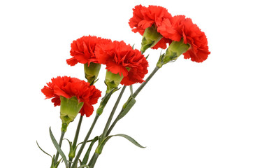 Fototapeta premium Bouquet of five red carnations