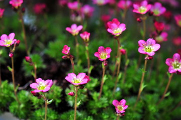 saxifrage