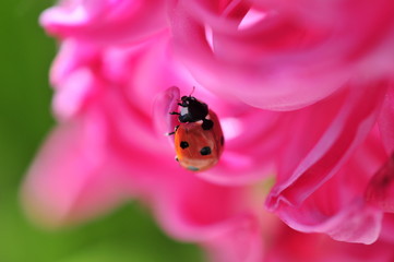 beauty in nature