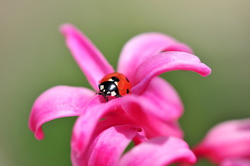 ladybug