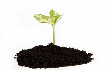 Green sprout from the earth on a white background.