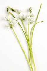 Etoile de Bethléem / Ornithogale penchée