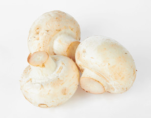 mushroom