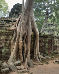 Ta Prohm