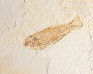 Fossilized Fish