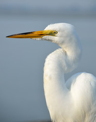 Great White Egret profile