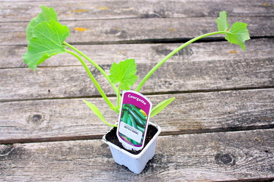 plan de courgette