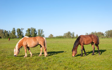 Obraz na płótnie Canvas Grazing horses in a sunny meadow