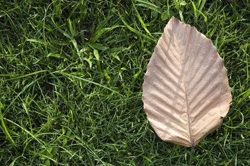 brown leaf on grass