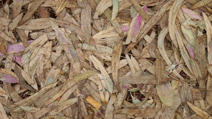 texture di fogliame abbandonato