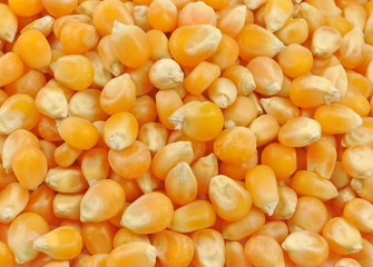close up of pile of maize seeds