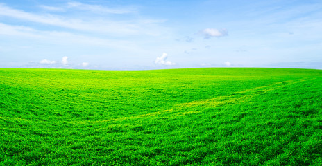 Fototapeta premium field