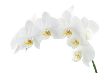 Plakat orchids