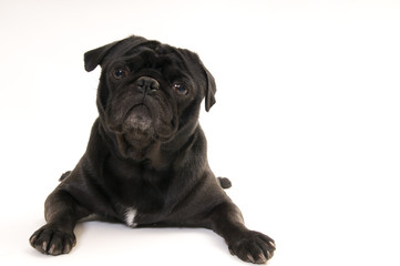 black pug