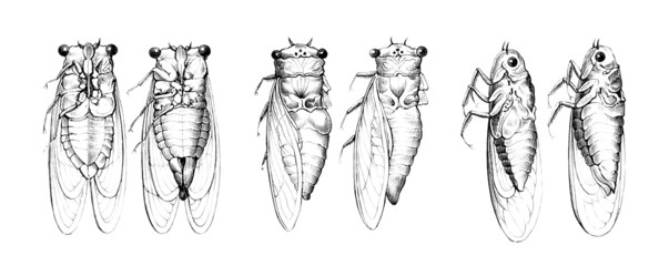 Cicada - Cigale - Zikade