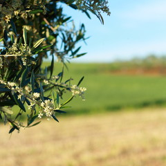 Fiori di ulivo