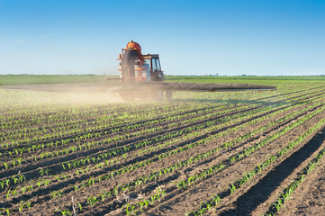 Fototapeta premium Tractor fertilizes crops corn