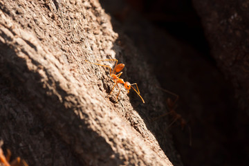 red ant