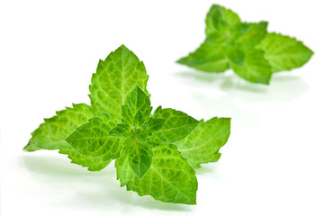 Fresh-picked mint leaves