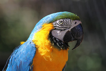 macaw parrot