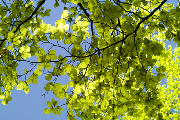 Beech (Fagus salvetica) leafes