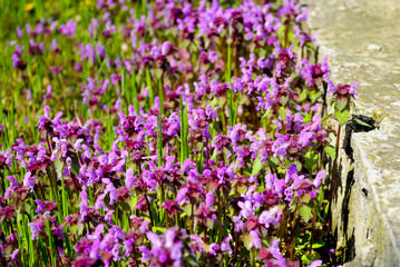 violet field flowerses