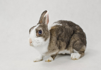 stunted rabbit with blue eyes